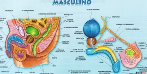 Sistema Reproductor Humano: Anatomía Completa del Aparato Masculino y Femenino (Guía Ilustrada)