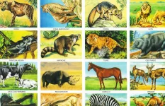 Animales Carnívoros y Herbívoros: Clasificación, Características y Ejemplos | Lámina Educativa para Imprimir
