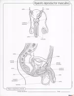 Esquema del aparato reproductor masculino con partes señaladas para imprimir