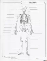 Esquema del esqueleto humano para completar las partes óseas e imprimir