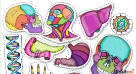 Stickers educativos de anatomía humana – Órganos y sistemas (Lámina 1)