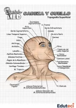 Láminas anatómicas de cabeza y cuello para estudiar y completar