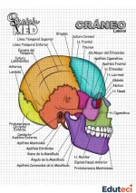 Cráneo humano lateral: láminas anatómicas a color y para completar (material educativo imprimible)